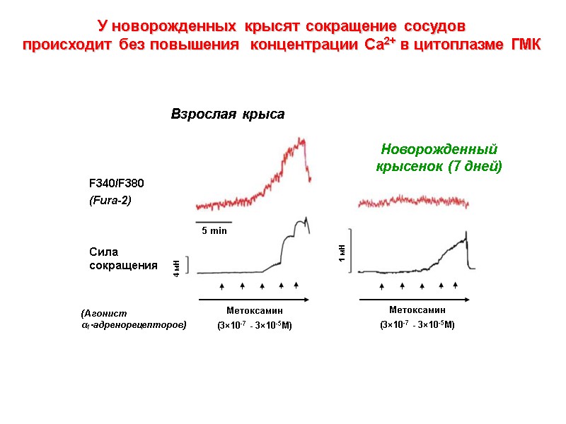 Новорожденный крысенок (7 дней) Взрослая крыса Метоксамин (3×10-7 - 3×10-5M) F340/F380  (Fura-2) 